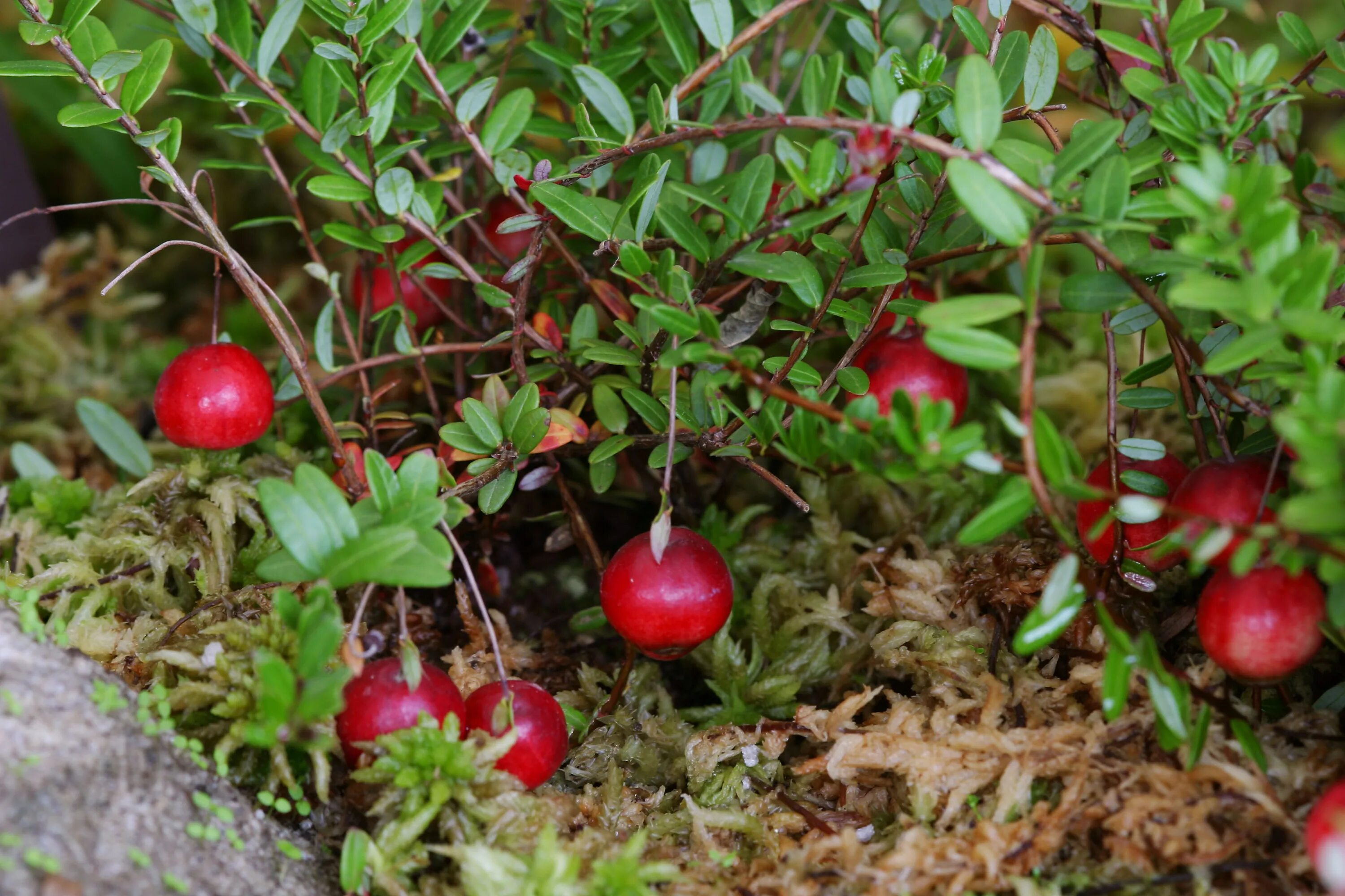 Клюква Болотная. Клюква Pilgrim ( Пилигрим). Vaccinium macrocarpon 'Pilgrim'. Семена клюквы.