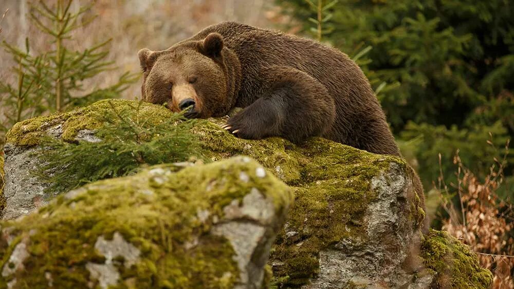 Sleeping bears