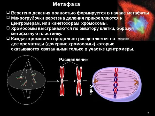 Вещество разрушающее микротрубочки веретена деления. Метафаза нити веретена деления. Веретено деления. Веретено деления формируется. Веретено деления хромосомы.