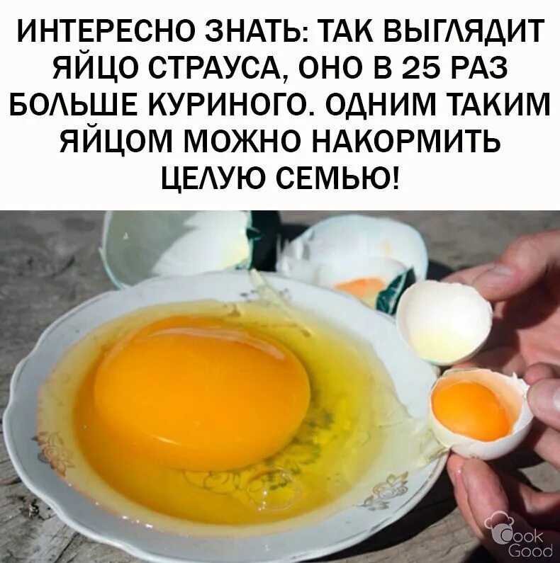 Сколько весит желток яйца. Желток страусиного яйца. Вареное страусиное яйцо. Страусиное яйцо размер. Страусиное яйцо приготовленное.