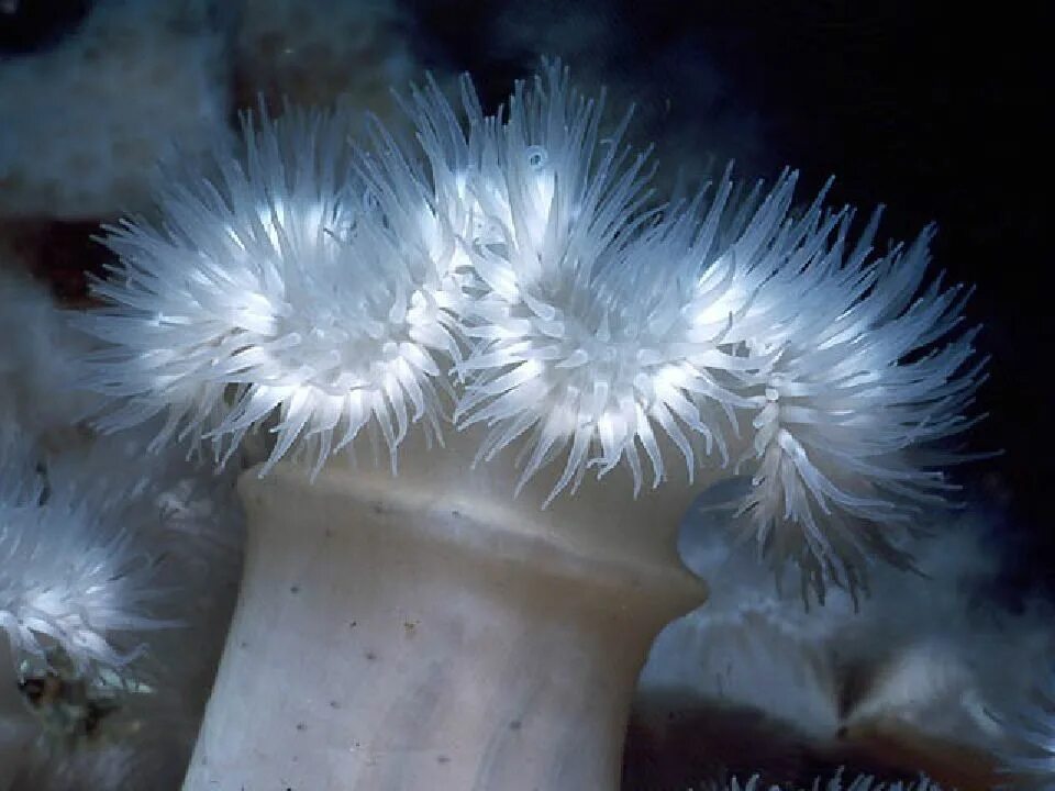 Многообразие кишечнополостных. Гидра актиния. Гидра актиния медуза. Тип Кишечнополостные актинии.