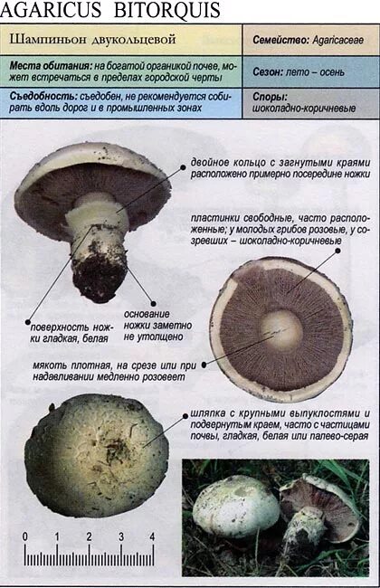 Признаки гриба шампиньона. Гриб шампиньон двукольцевой. Шампиньон Таблитчатый (Agaricus tabularis). Шампиньон двухкольцевой. Шампиньон вид снизу.