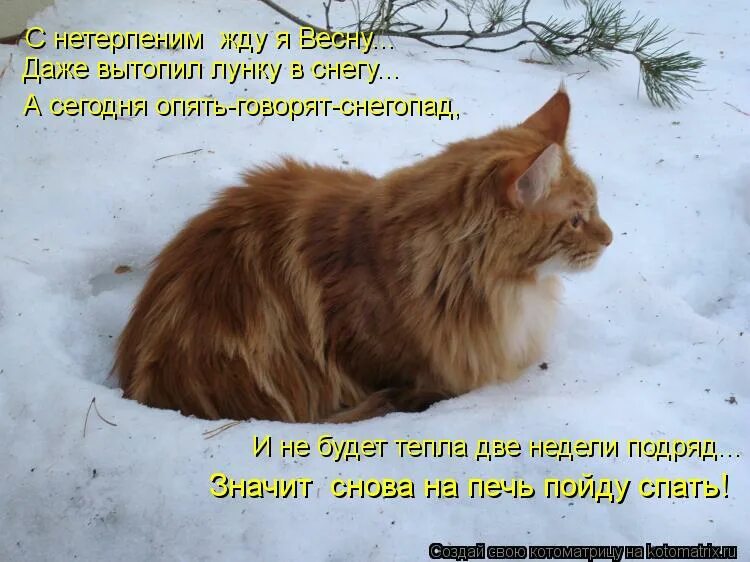 Замерзший кот мем. Будет тепло говорили они. Там холодно. Холодно мем. Кот мороз.