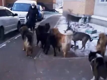Стая собак женщина
