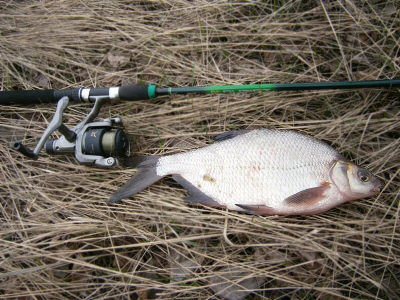 Когда можно начинать ловить карася. Feeder Fishing Bream. Рыбалка на леща. Фидер на леща. Ловля леща на фидер.