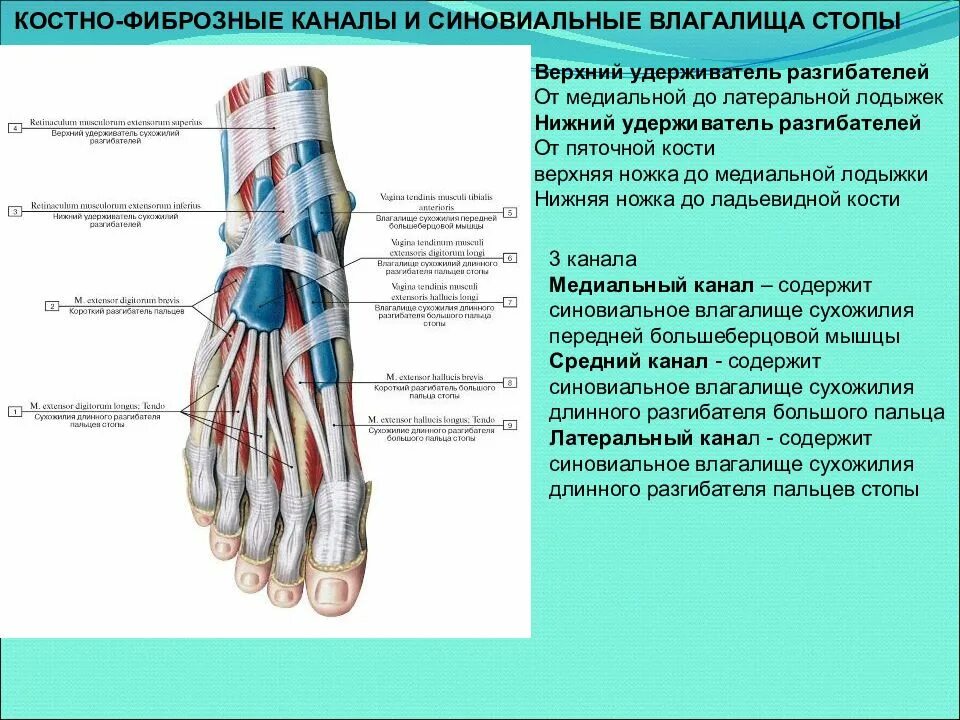 Каналы подошвы. Синовиальное влагалище разгибателей стопы. Синовиальные влагалища голеностопного сустава. Синовиальное влагалище сухожилия задней большеберцовой мышцы. Синовиальные влагалища сухожилий сгибателей.