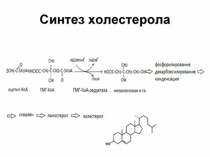 Биосинтез холестерина