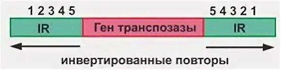 Is элементы