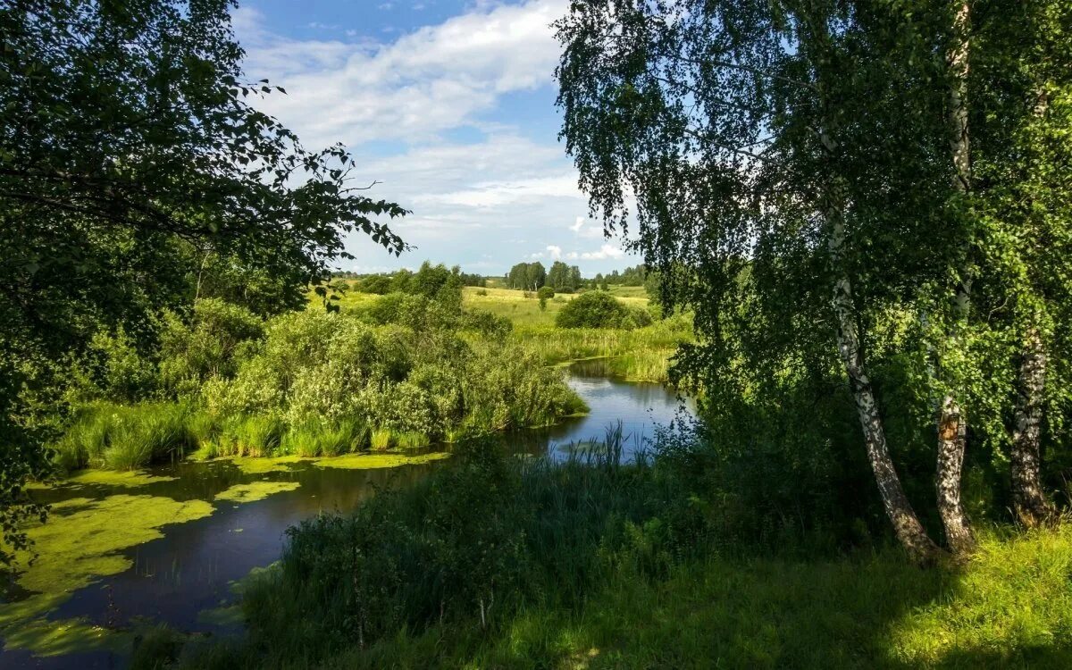 березовая роща заболотский. прелесть русской природы. березовая роща плес. прелесть русской природы. российские просторы березовая роща.