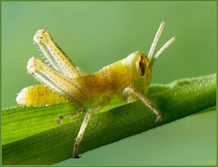 Прус саранча. Прямокрылые. Личинка прямокрылых. Прямокрылые кузнечики. Перелетная саранча личинка.