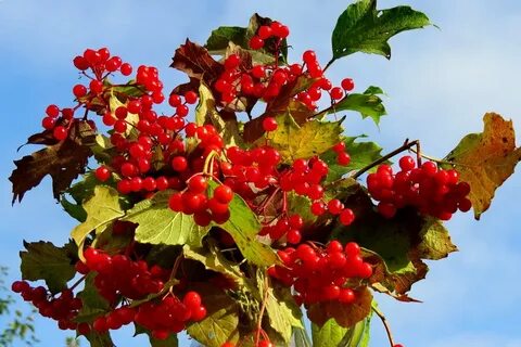 Под калиной красной