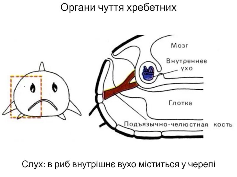 Органы слуха у рыб находятся. Строение уха рыб. Строение внутреннего уха рыбы. Строение органа слуха у рыб. Ухо рыбы строение.