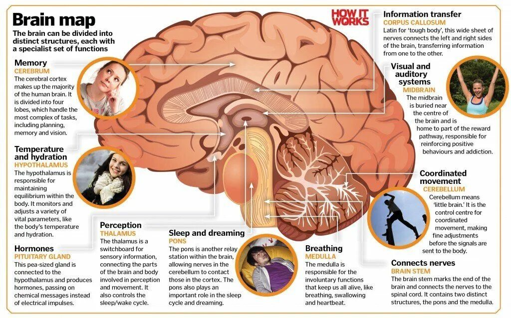 Capability of human brain. How the Brain works. Brain Worksheet. Capabilities of Human Brain Worksheets.