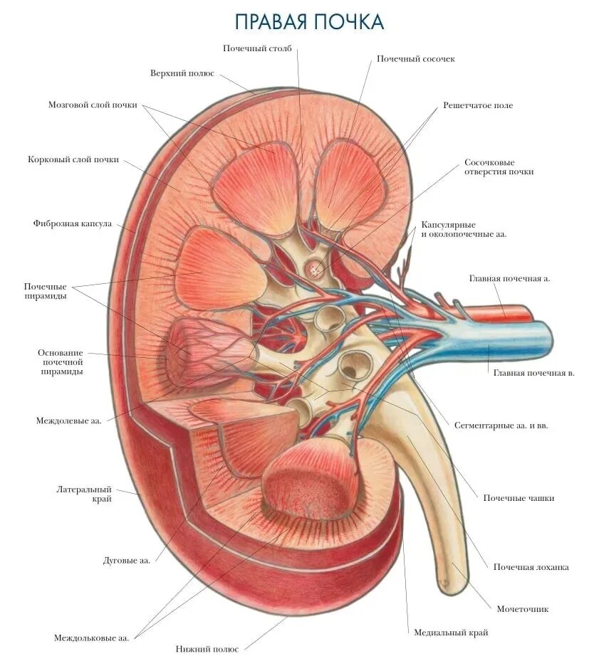 Сужение на латыни. Строение почки на срезе. Мочевыделительная система человека строение анатомия. Внутреннее строение почки. Анатомическое строение почки.