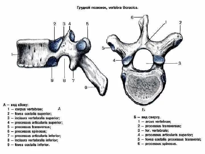 Строение позвонка рисунок