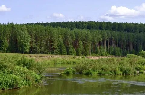 Боры алтайского края