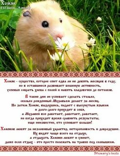 Карты хомяк 10 11