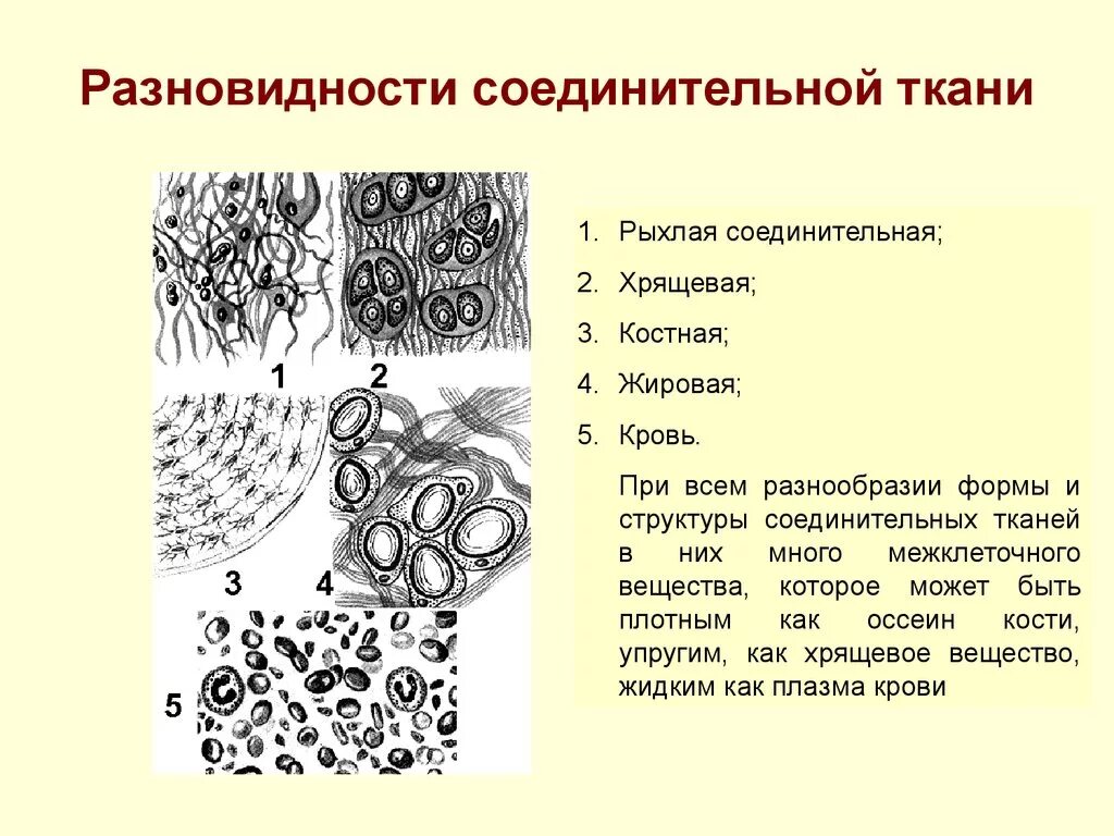 Типы строение соединительной ткани. Соединительная ткань рыхлая костная хрящевая. Скелетная хрящевая соединительная ткань рисунок. Строение соединительной ткани строение.