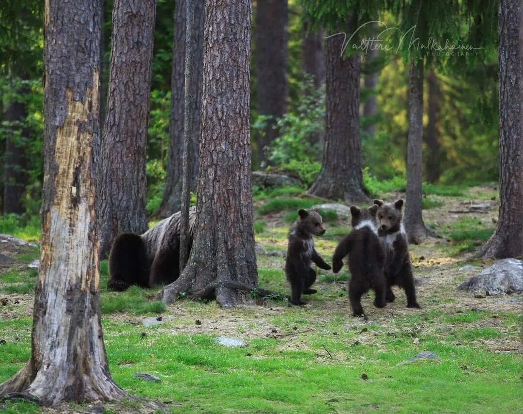 Медведь в лесу. Медведь Финляндия. Медвежонок в лесу. Медвежата танцуют в лесу. Собака вывела из леса медведей