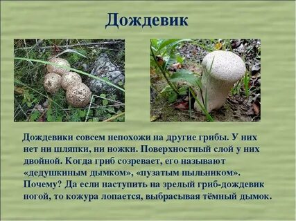 Где дождевик