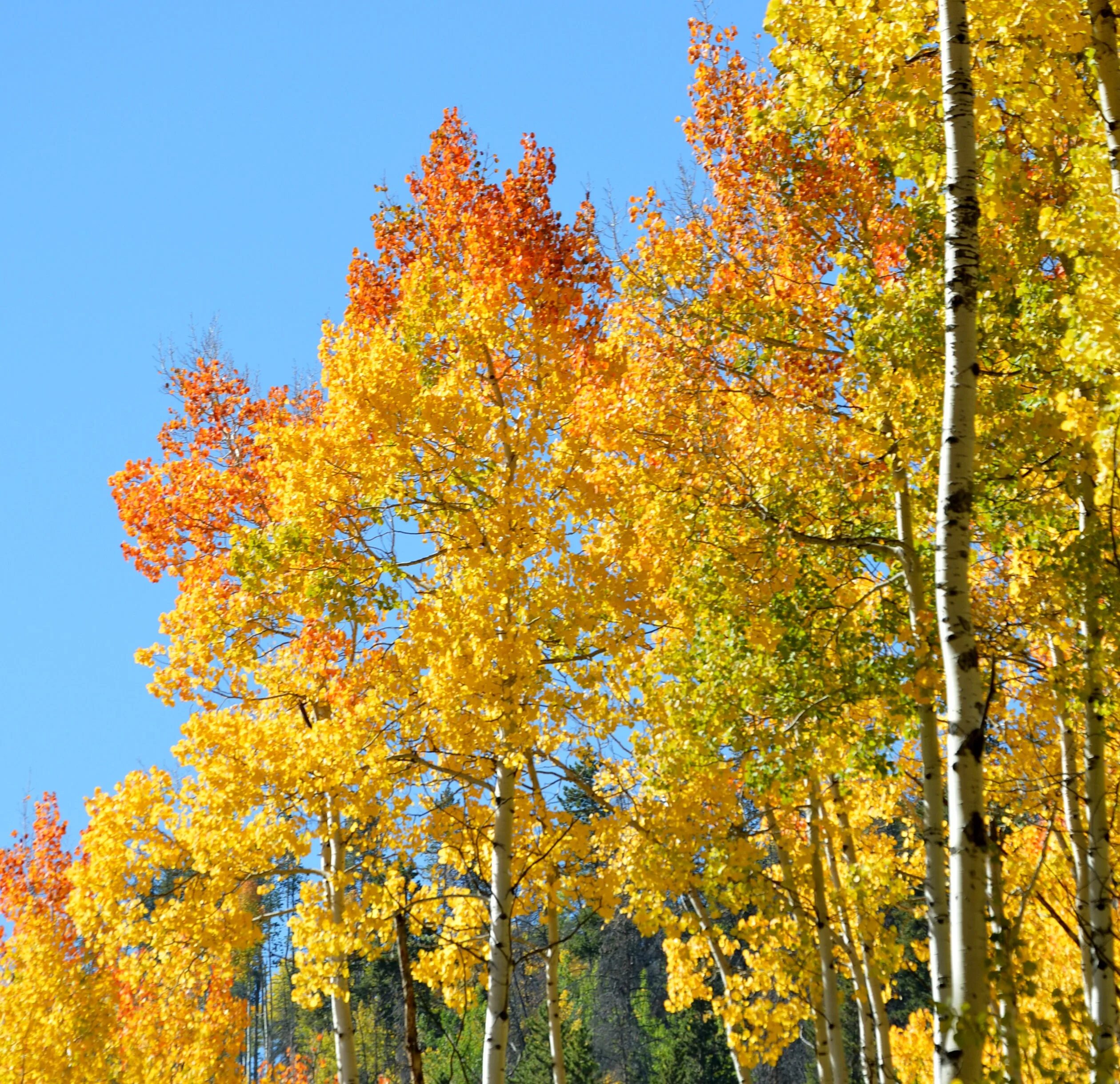 Осина (Populus tremula). Осина дерево осень. Осины и тополя осенью. Осина Лесная. Осинка листья осенью