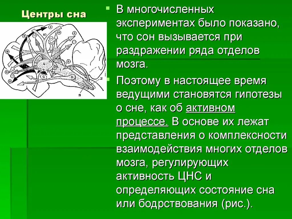 Центр сна в мозге. Центр сна. Центры сна и бодрствования. Сон. Центры сна..