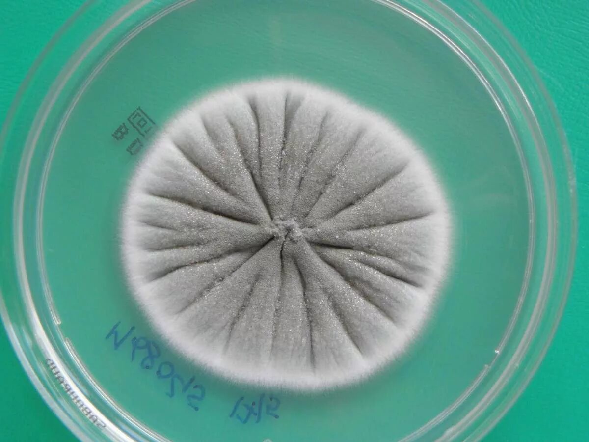 Penicillium notatum пенициллин. Плесневые грибы пеницилл. Зеленая плесень Penicillium glaucum. Penicillium crustaceum. Плесневый гриб пенициллин