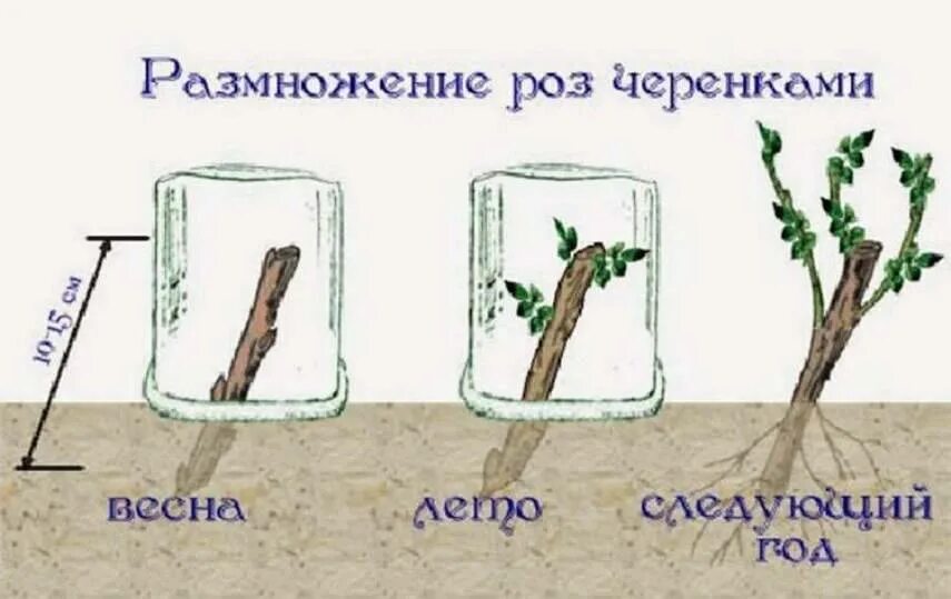 Как вырастить розу в воде. Черенки роз укоренение. Размножение плетущихся роз черенками летом. Размножение роз черенкованием. Размножение розы черенками весной.