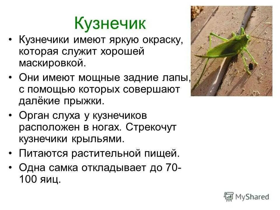 Почему кузнечик зеленый. Информация о кузнечике. Кузнечик описание. Сообщение о кузнечике. Кузнечик для детей.