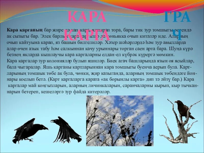 Перевод птиц с башкирского на русский. Птицы на башкирском языке. птицы на татарском языке. описание птиц на татарском языке. сочинение про птиц на башкирском языке.