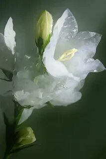 White flower day