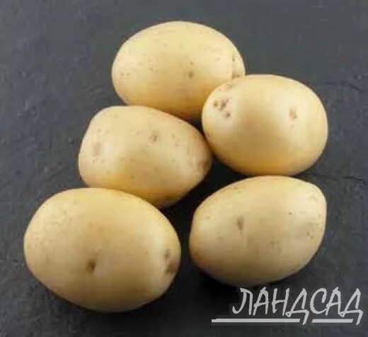 Сорт картофеля коломбо срок созревания. Сорт картофеля Коломбо. Картофель семенной Коломбо. Колумба картофель. Сорт картофеля Коломбо куст.