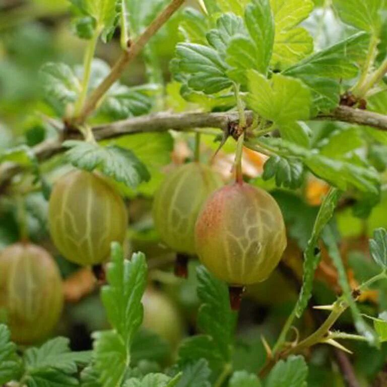 Крыжовник сеянец Шитакова. Крыжовник Мукуринес. Крыжовник крупный сладкий