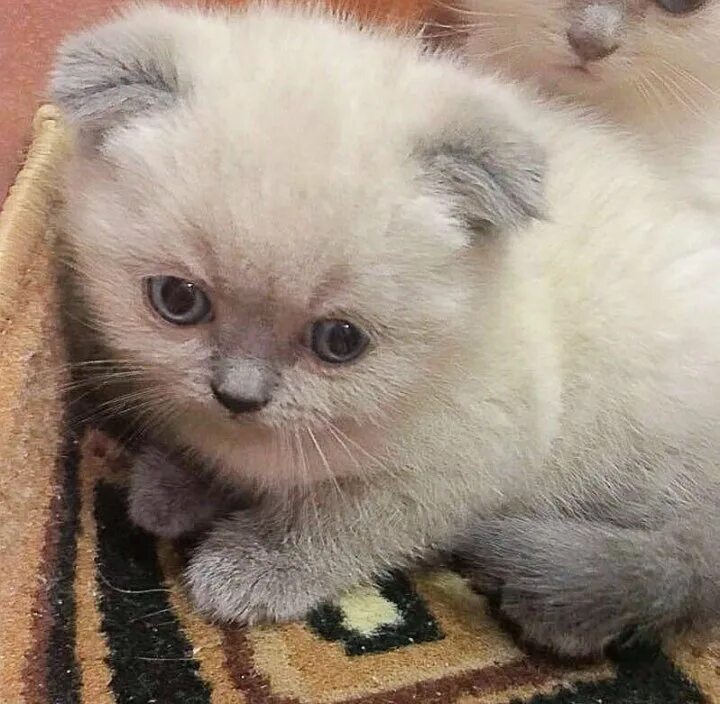 Сиамские вислоухие котята. Кошки маленькие. Сиамская вислоухая кошка. Сиамский скоттиш фолд. Манчкин вислоухий.