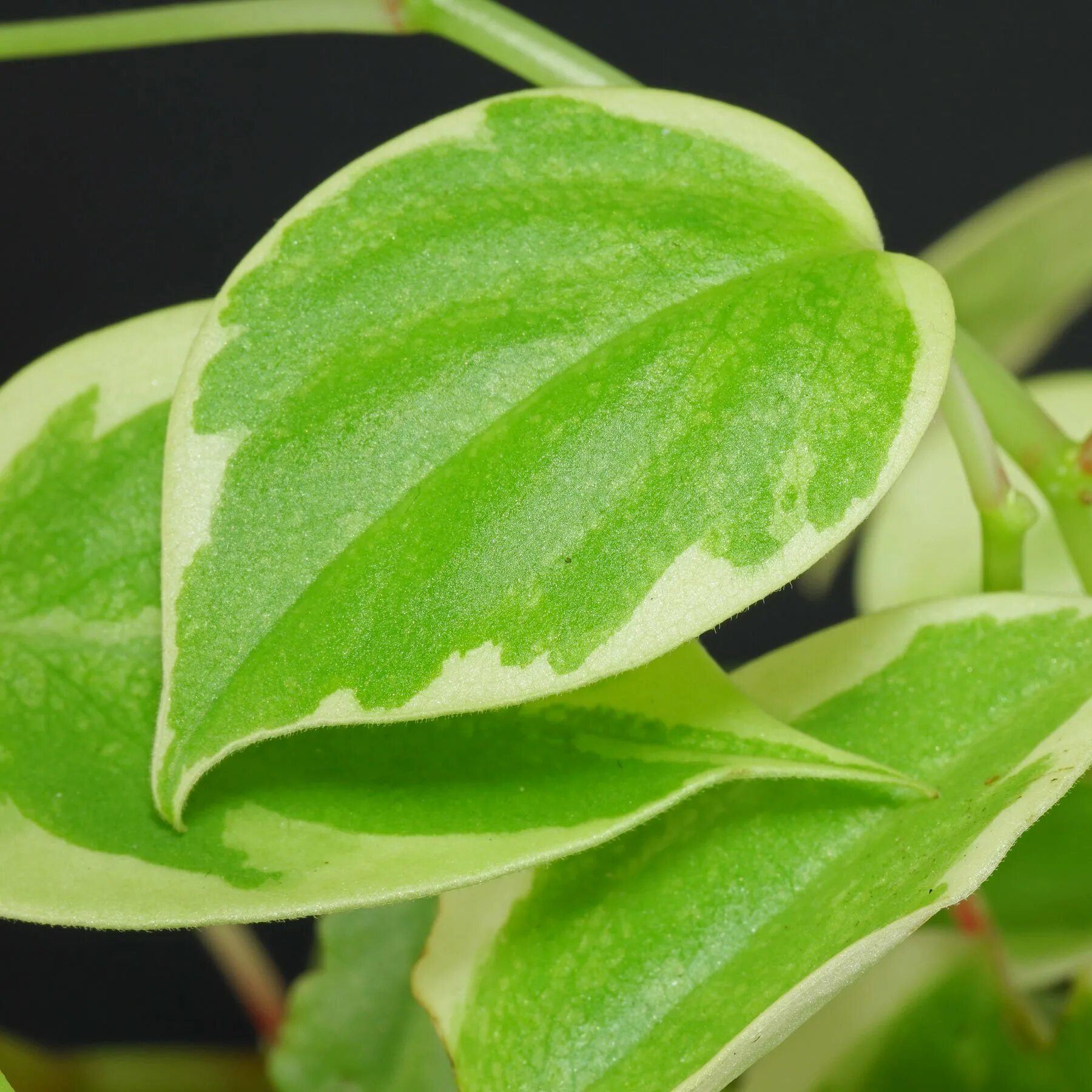 Пеперомия вариегата. Пеперомия вариегатная. пеперомия scandens. пеперомия scandens variegata. пеперомия сканденс вариегатная.