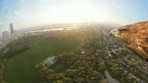 360 bird