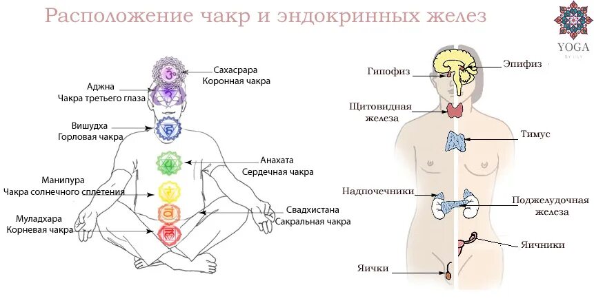 1 2 3 чакры. Чакра высшее сердце. Сурья чакра. Железо чакры. Чакры и эндокринные железы.