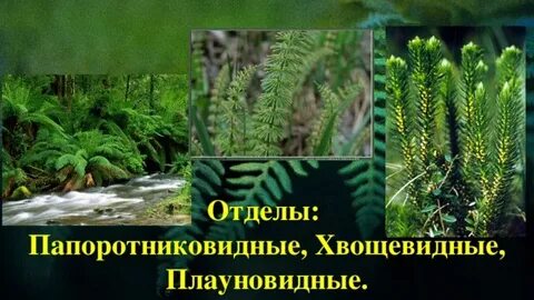 Краткое содержание отделы папоротниковидные плауновидные хвощевидные