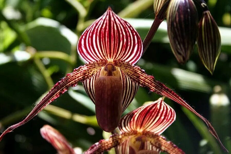 Золотая Орхидея Кинабалу. Башмачок Ротшильда Орхидея. Орхидея Shenzhen Nongke. Золото кинабалу