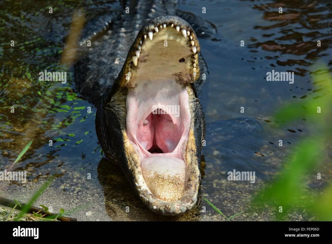 Крокодилы открывают рот. Крокодил с открытым ртом. Аллигатор с открытой пастью. Крокодил с раскрытой пастью. Крокодилы с открытыми ртами.