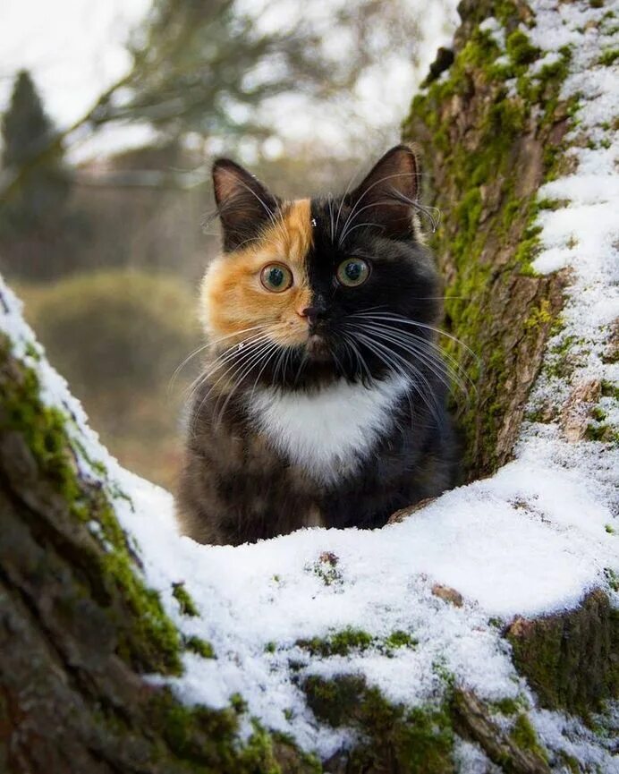 Загрузить фото картинка. Двуликая кошка Яна. Красивые коты. Красивый кот. Кошка ЮЮ.