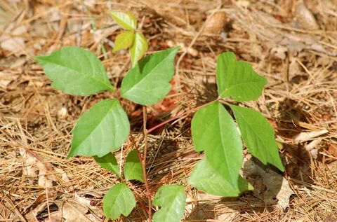 Poison plant