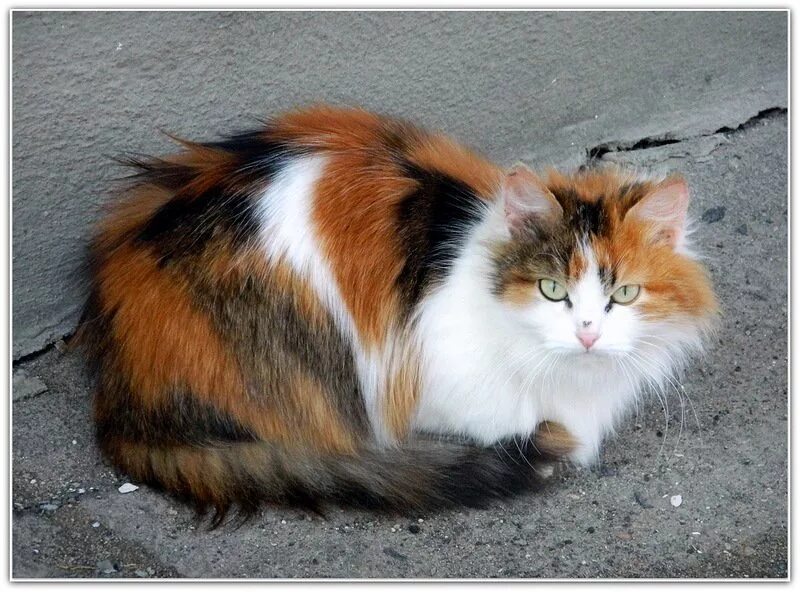Кошка окрас серо бело рыжий. Сибирская трехшерстная кошка. Сибирская кошка Сибирская трехцветная. Сибирская кошка трехцветная черепаховая. Сибирская кошка богатка.