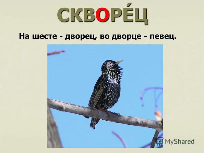 На шесте дворец во дворце. На шесте дворец во дворце во дворце певец а зовут его. Загадка про скворца. На шесте дворец во дворце певец а зовут его. А зовут его скворец на шесте дворец.