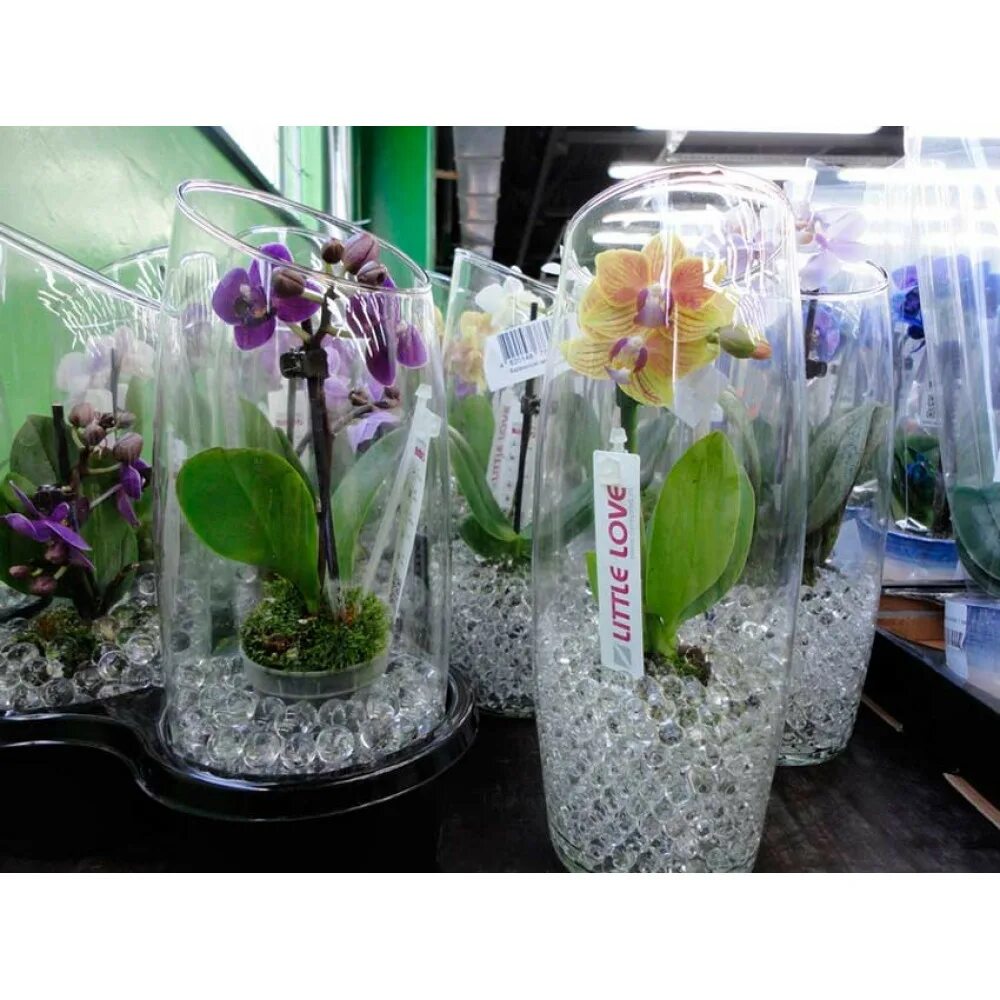 орхидея без грунта. горшок для ванды. орхидея ванда. орхидея горшечная ванда. орхидея без грунта.