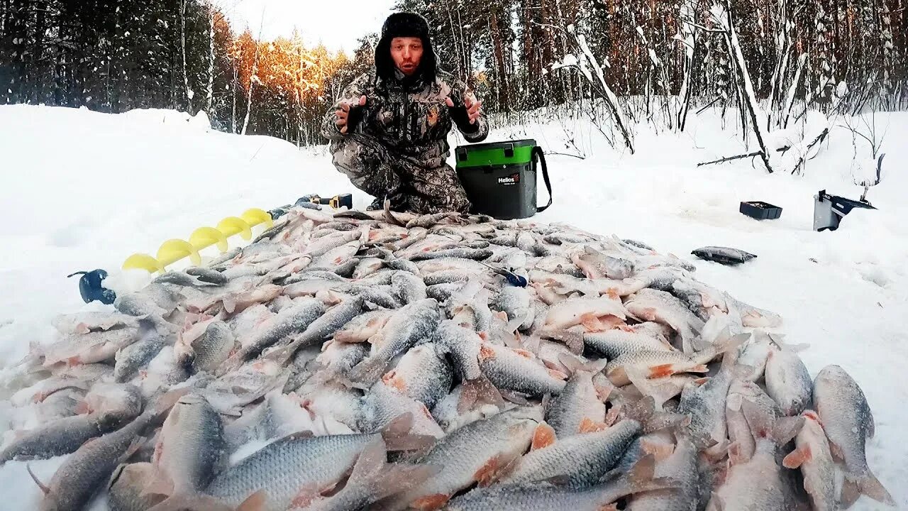 Река Ипуть рыбалка. Чебаки на льду зимняя рыбалка. Ловля рыбы зимой Саратов. Окунь ХМАО.