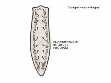 Плоские круглые черви особенности строения выделительной системы
