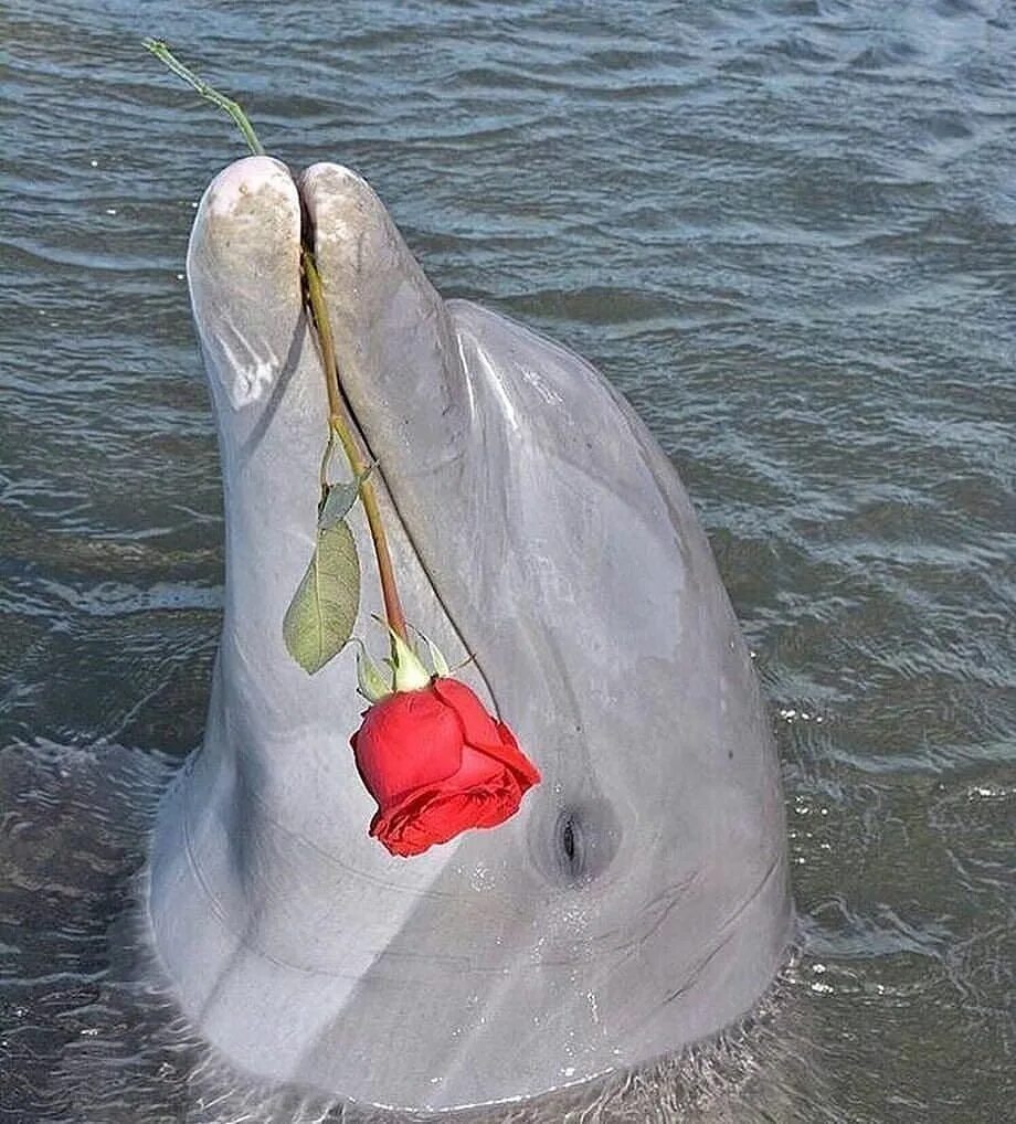 Подарили ракушку. Дельфины с розами. Дельфин с цветком. Дельфин дарит цветы. Дельфин с розой.