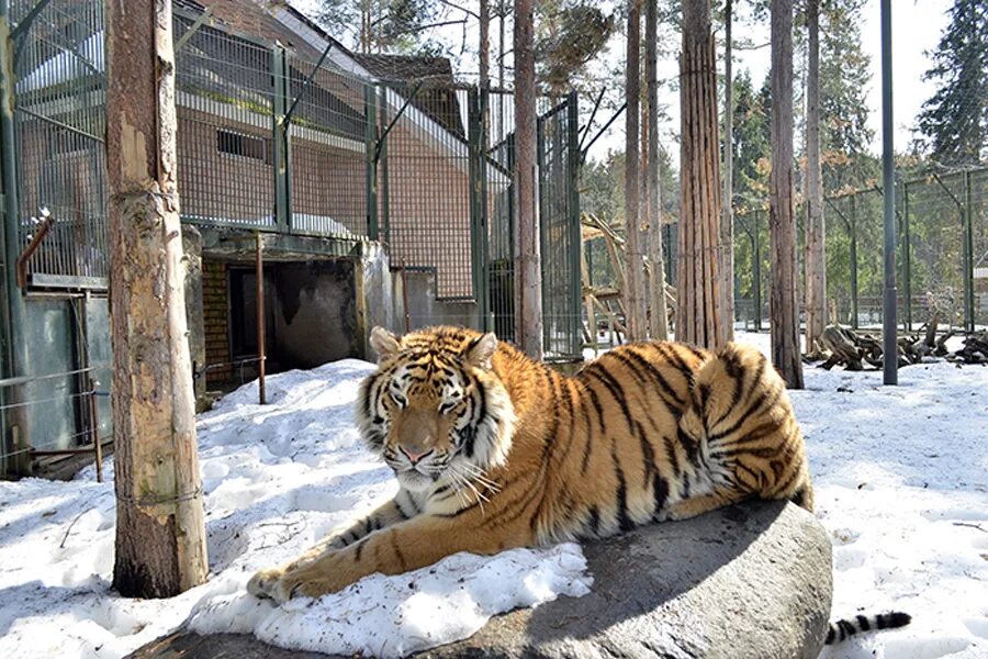 Тигр живут в зоопарке. Зоосад Деда Мороза Великий Устюг. Зоопарк в Великом Устюге. Зоопарк в резиденции Деда Мороза в Великом Устюге.