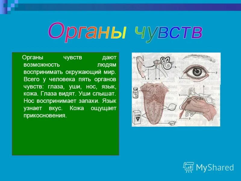 интересные факты об органах чувств человека. строение глаза головоногих моллюсков. узнай подробнее о строении и работе наших. узнай подробнее о строении и работе укажи источник информации. узнать подробней о строении и работе наших органов чувств.